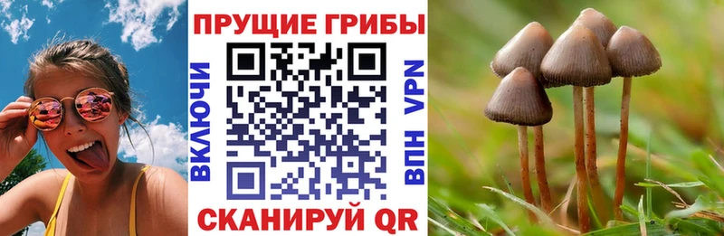 ссылка на мегу ссылка продажа наркотиков Людиново Псилоцибиновые грибы Psilocybine cubensis